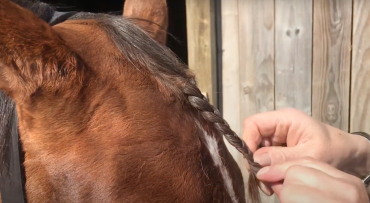 How to Plait a Horses Forelock